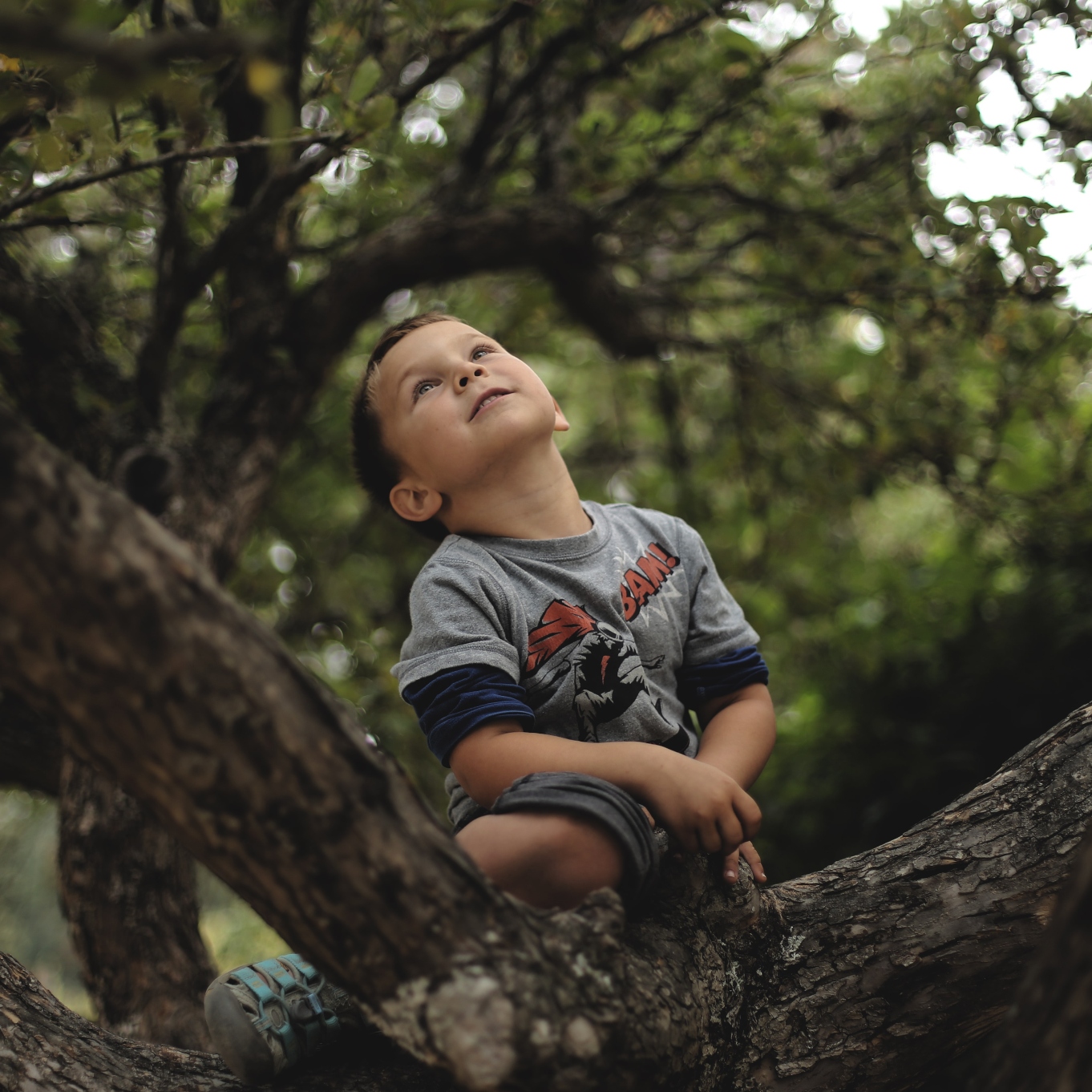 A young boy climbs a tree